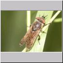 Haematopota pluvialis - Regenbremse m01.jpg